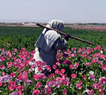 چرا دنیا به مواد مخدر توجه نمی‌کنند؟